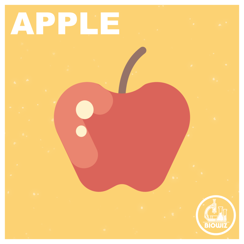 Vector Illustration of an Apple