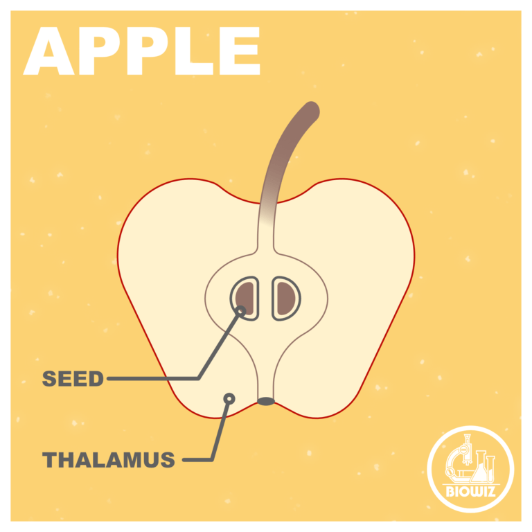 Longitudinal section of an apple showing the fleshy thalamus and the core