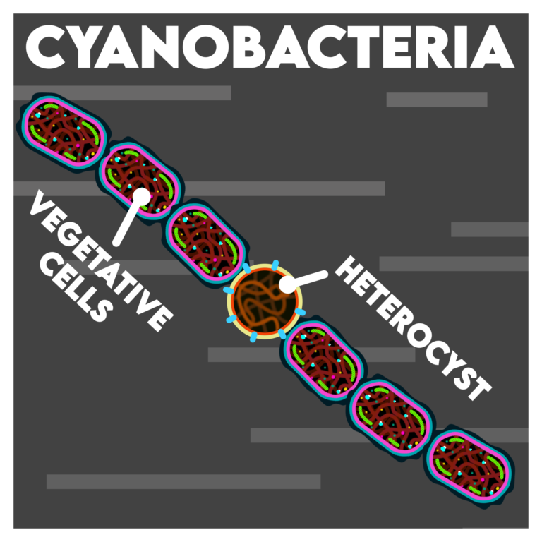 Vector illustration of Blue-green algae