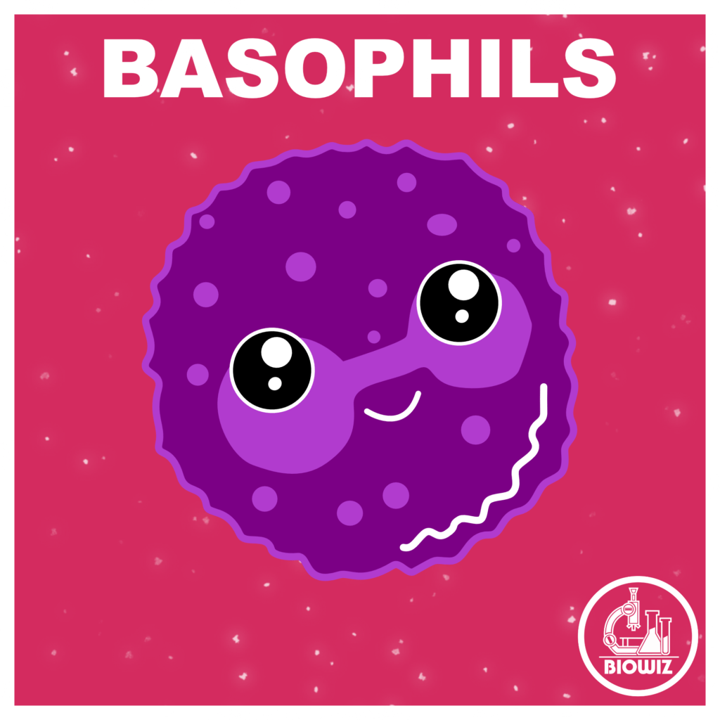 Basophil