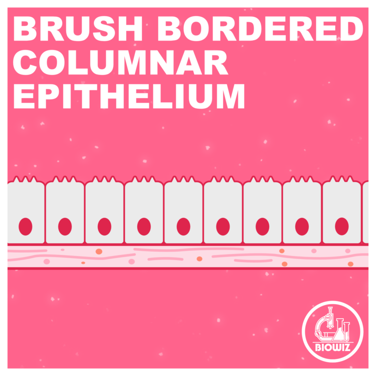 Brush bordered columnar epithelium