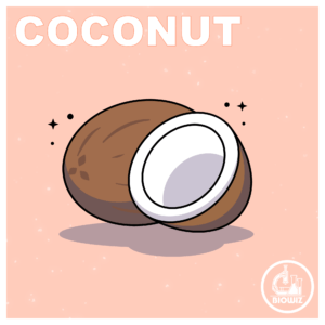 VECTOR ILLUSTRATION OF COCONUT FRUIT