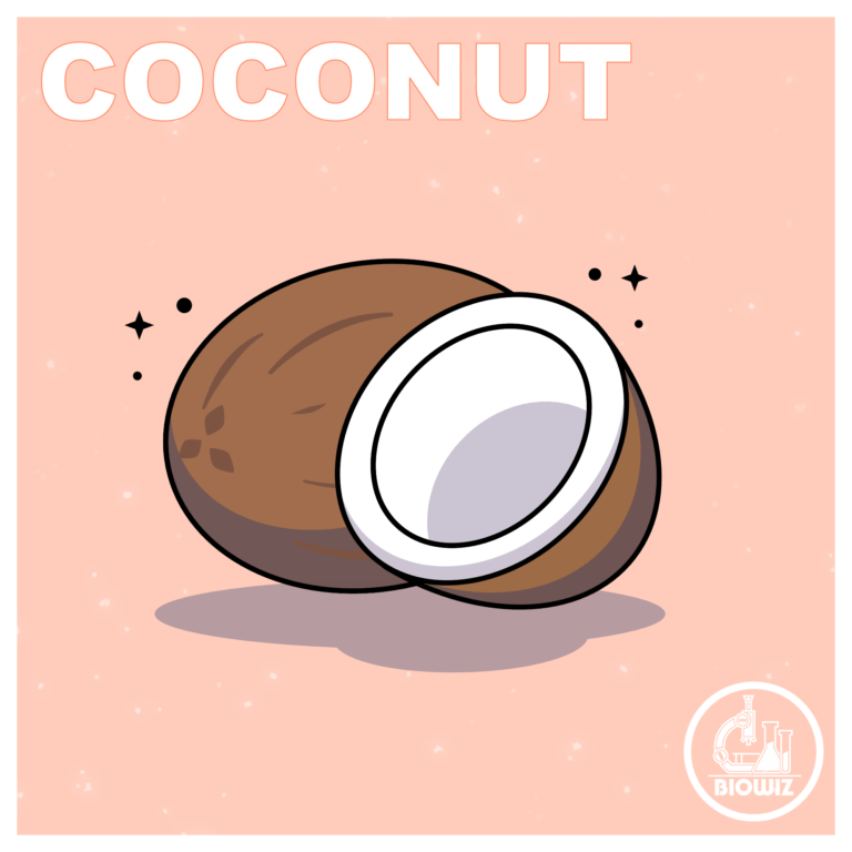Vector illustration of coconut fruit