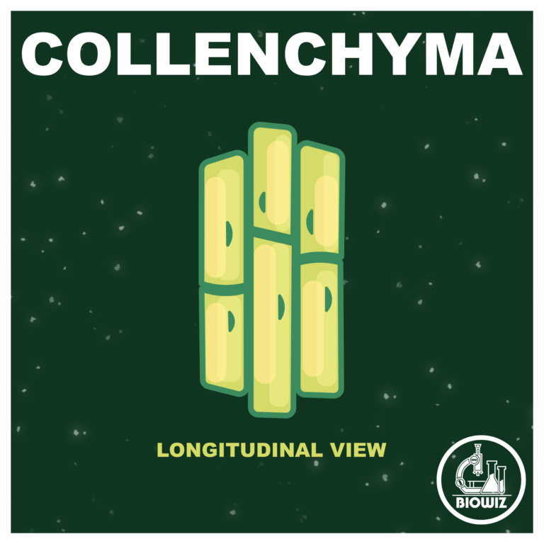 COLLENCHYMA