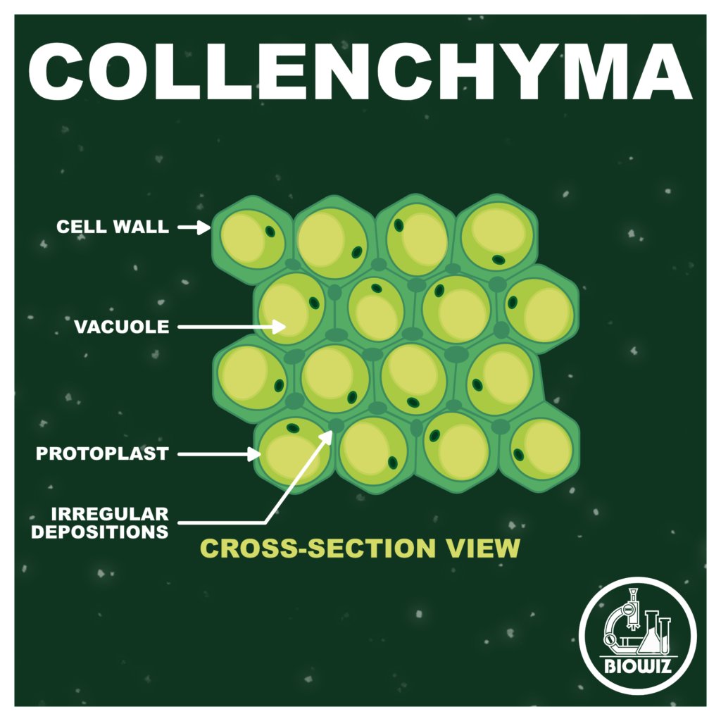 Collanchyma COLLENCHYMA