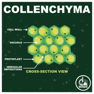 COLLENCHYMA