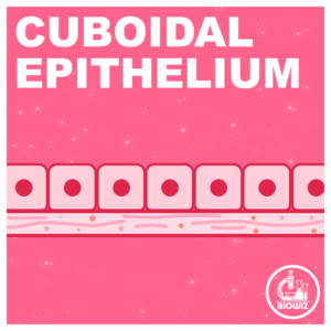 CUBOIDAL EPITHELIUM