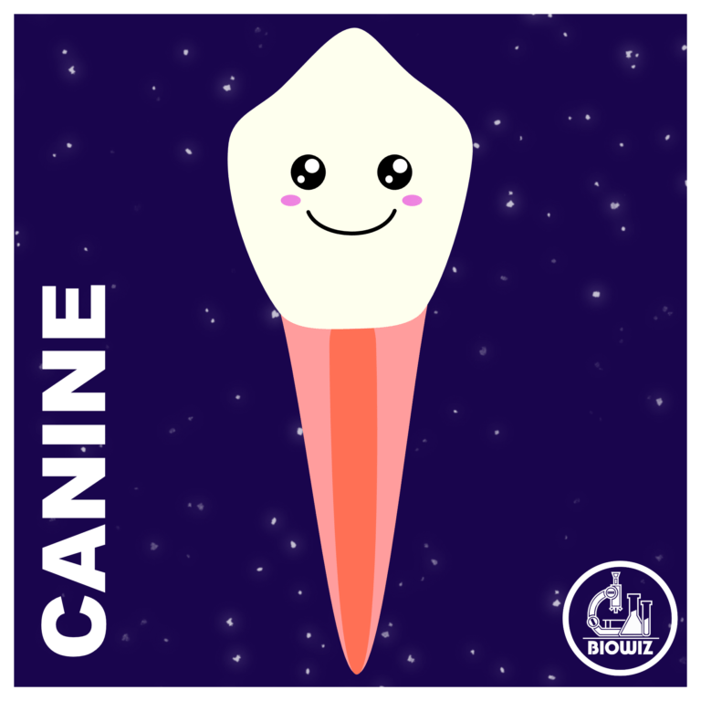 Canine