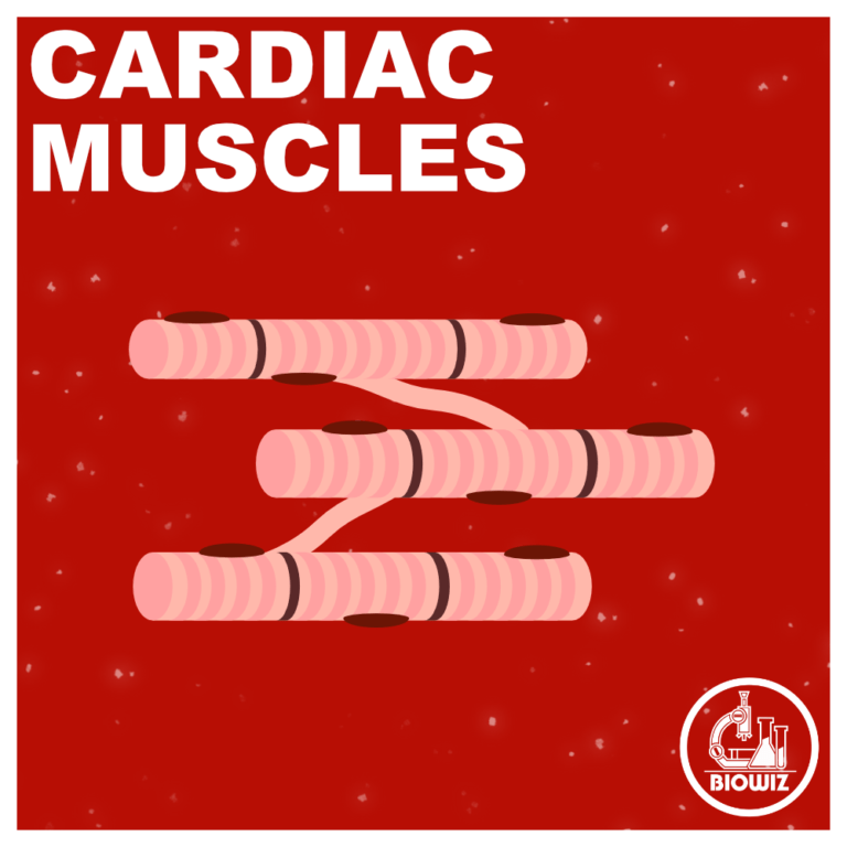 VECTOR ILLUSTRATION OF CARDIAC MUSCLE