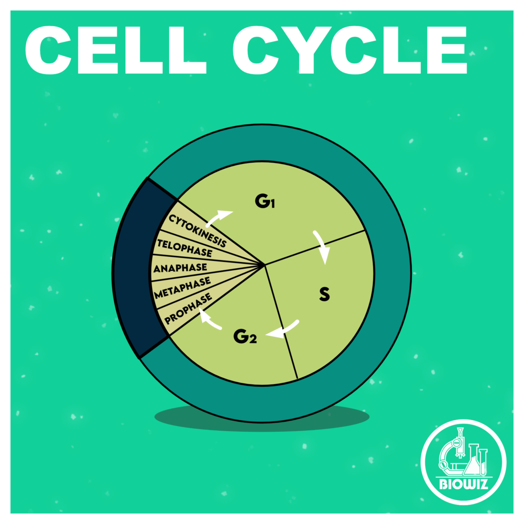 PIE CHART OF CELL CYCLE