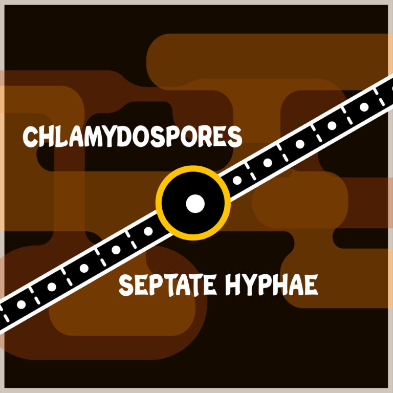 Chlamydospores