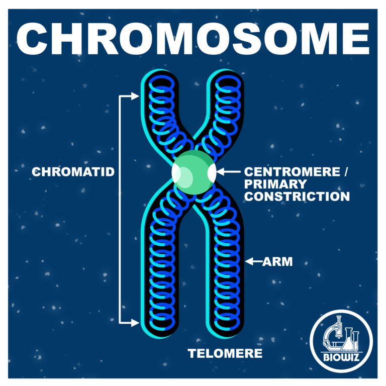 vector illustration of a chromosome