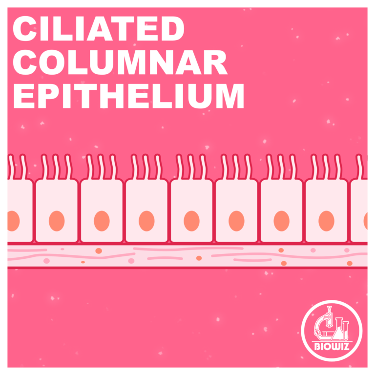 Ciliated columnar epithelium