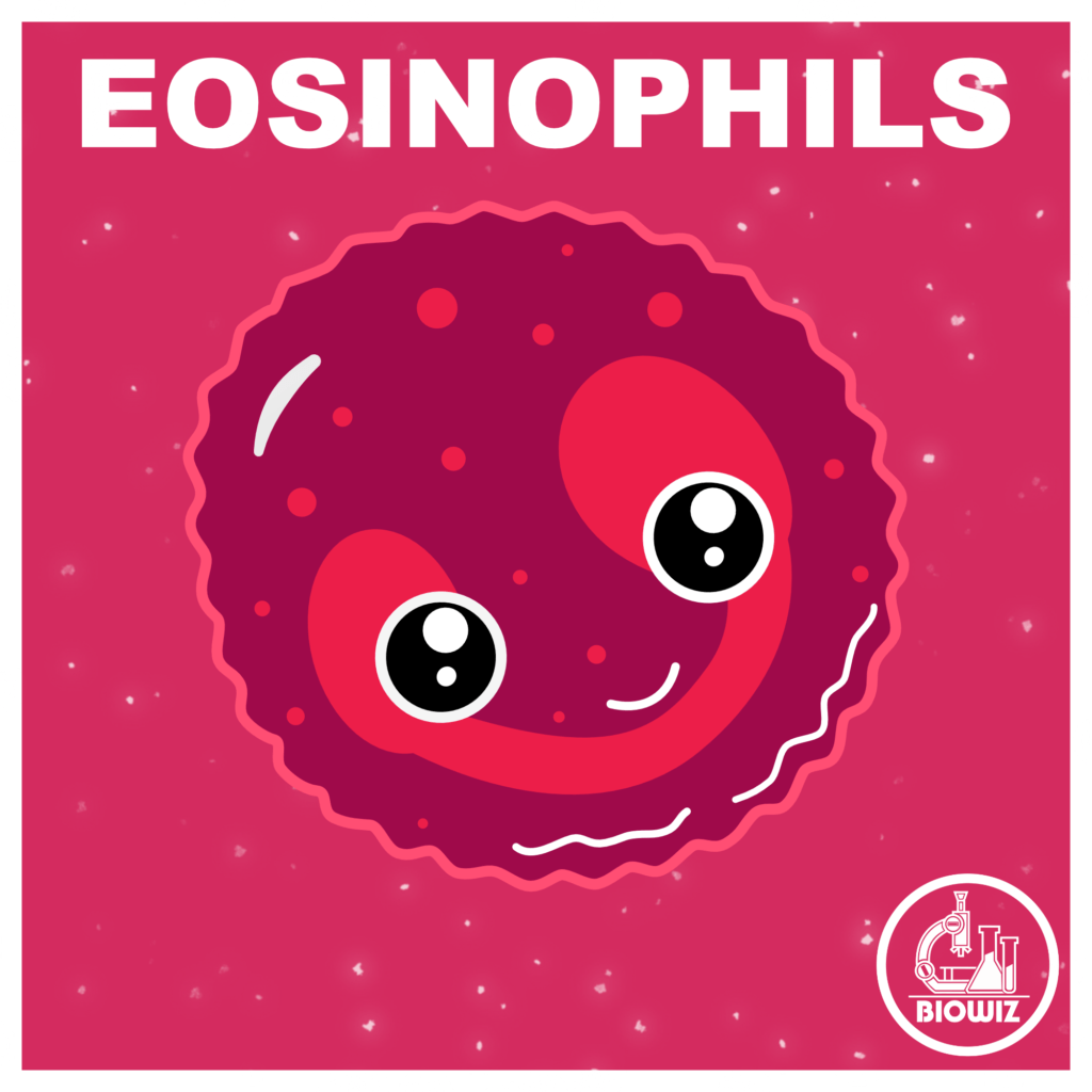 Eosinophil