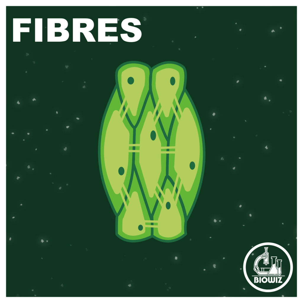 Sclerenchyma fibres
