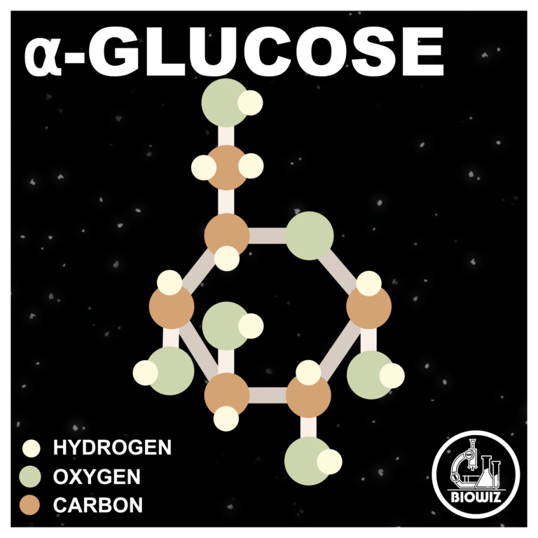 GLUCOSE