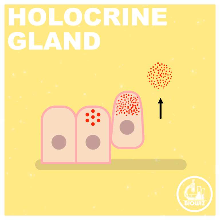 Holocrine gland