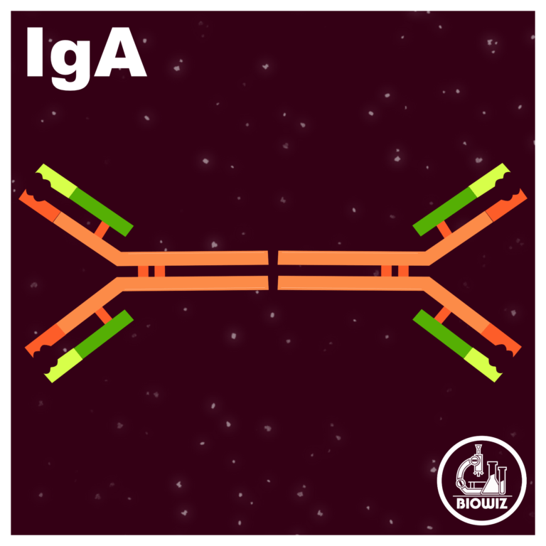 Structure of IgA