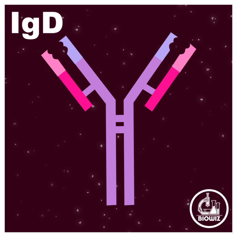 Structure of IgD