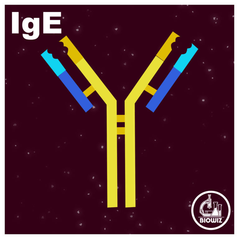 Structure of IgE