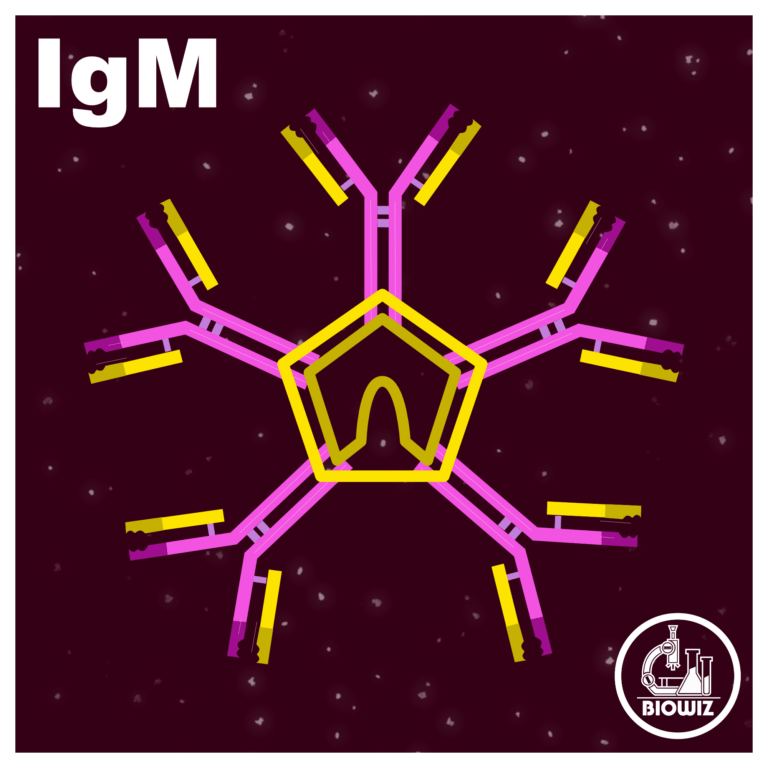 Structure of IgM