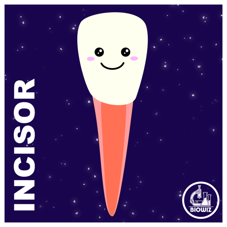 Incisor