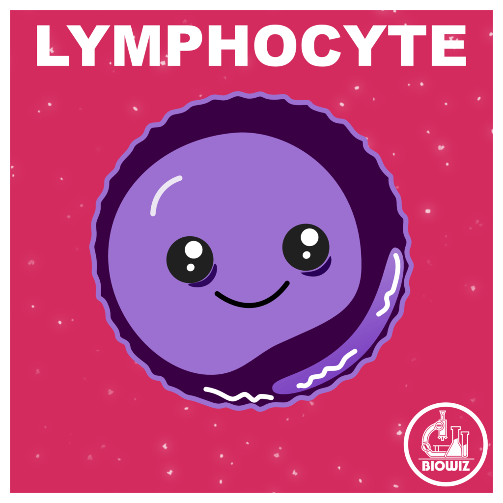 Lymphocyte