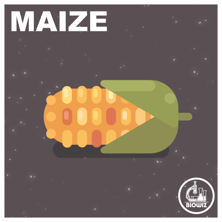 VECTOR ILLUSTRATION OF MAIZE