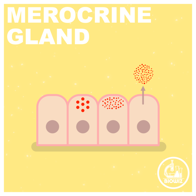 Merocrine gland