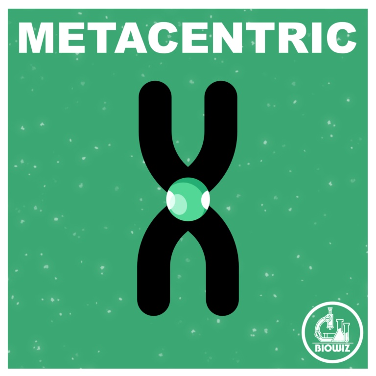 Vector illustration of Metacentric Chromosome