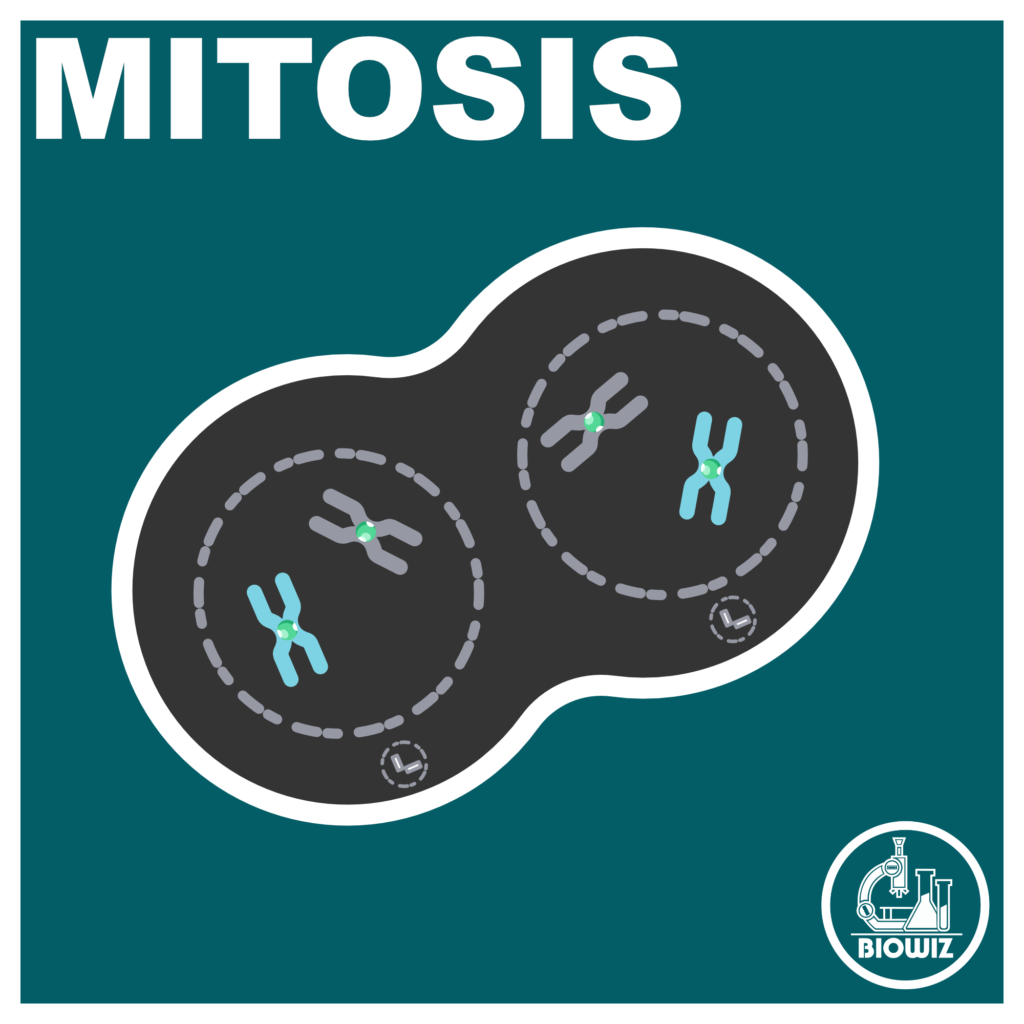 Vector illustration showing Mitosis