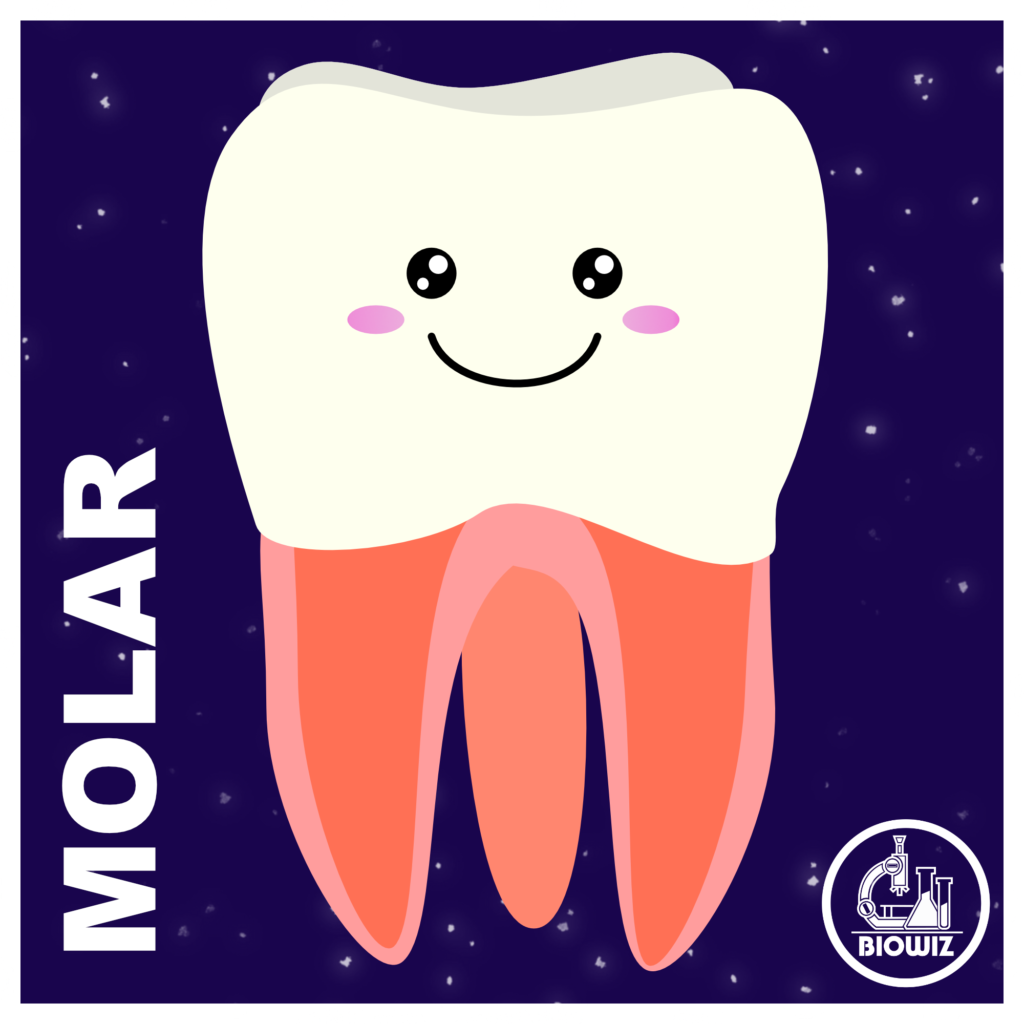 Vector Illustration of a Molar