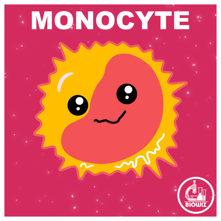 Vector illustration of a Monocyte