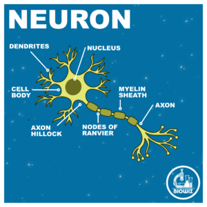 VECTOR ILLUSTRATION OF A NEURON