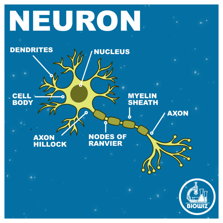 VECTOR ILLUSTRATION OF A NEURON