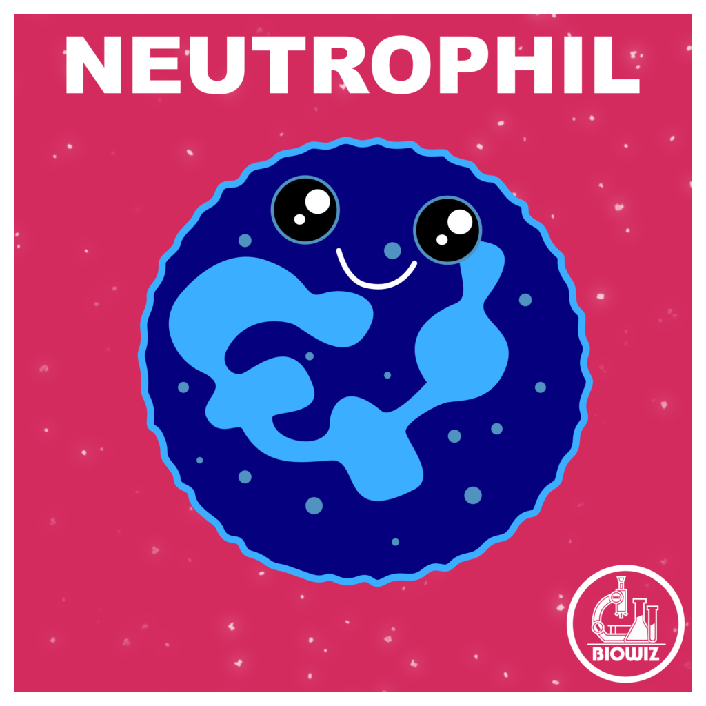 Neutrophil