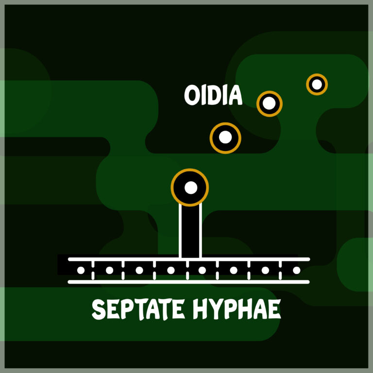 Oidia