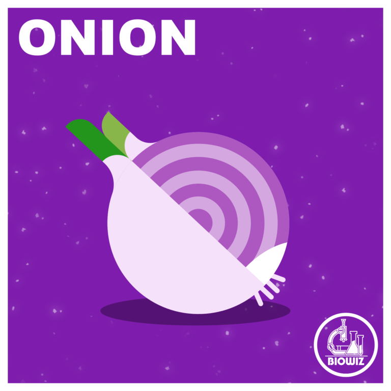 VECTOR ILLUSTRATION OF ONION