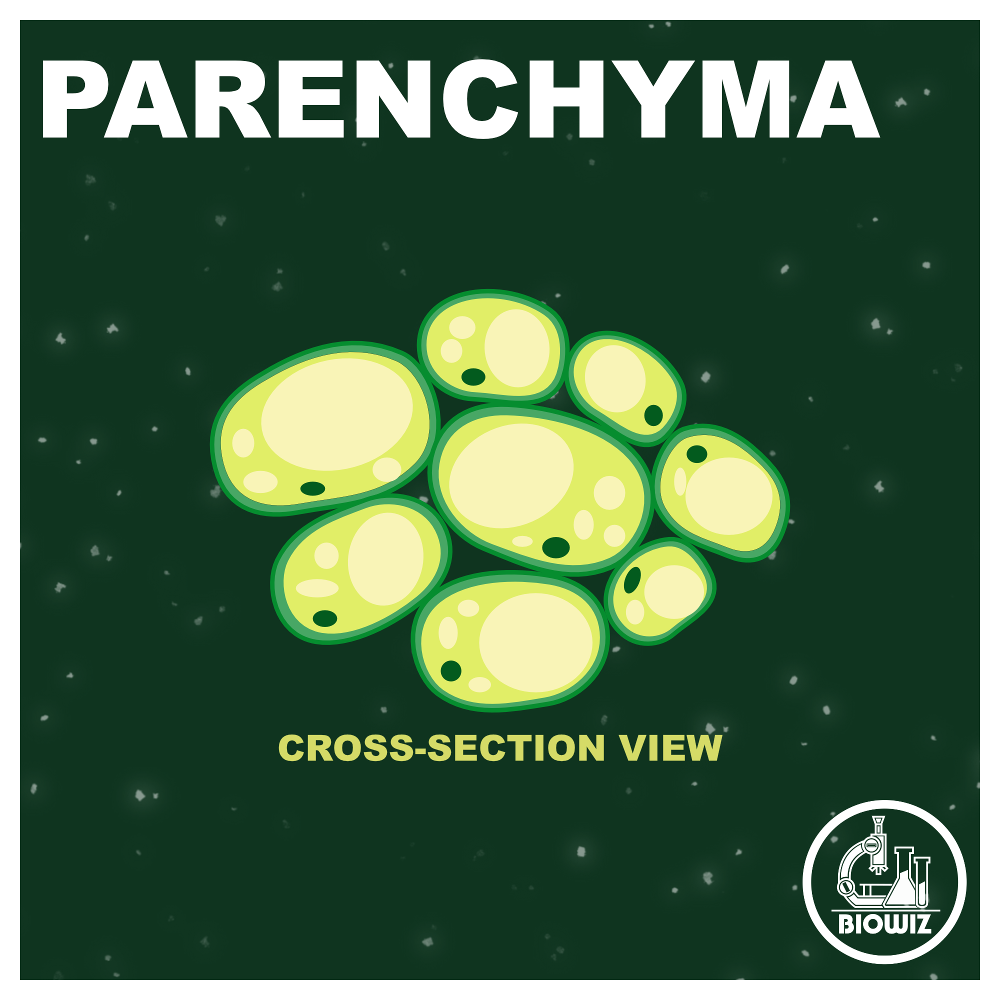 Parenchyma – cross view