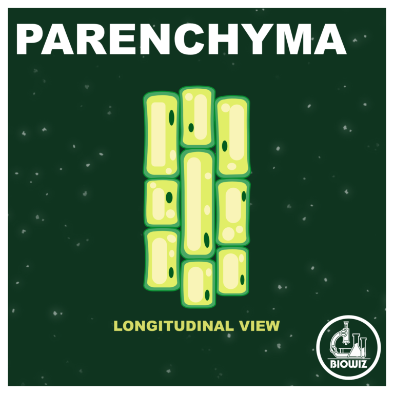 Parenchyma – longitudinal view
