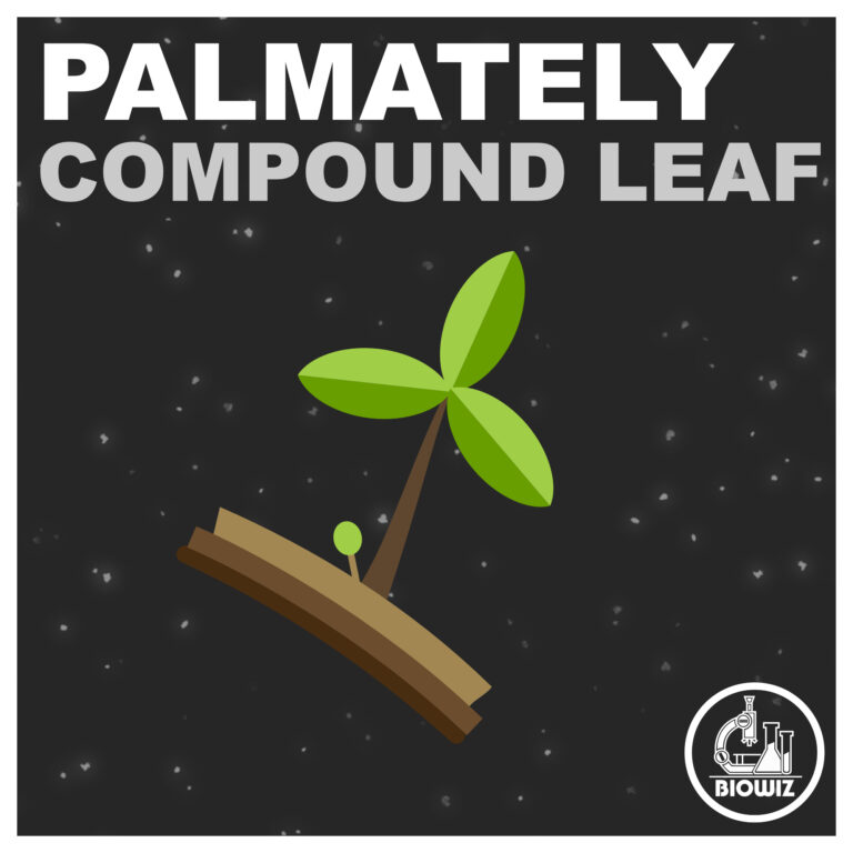 Palmately compound leaf