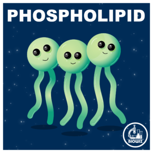 vector illustration of phospholipid