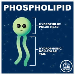 parts of a phospholipid