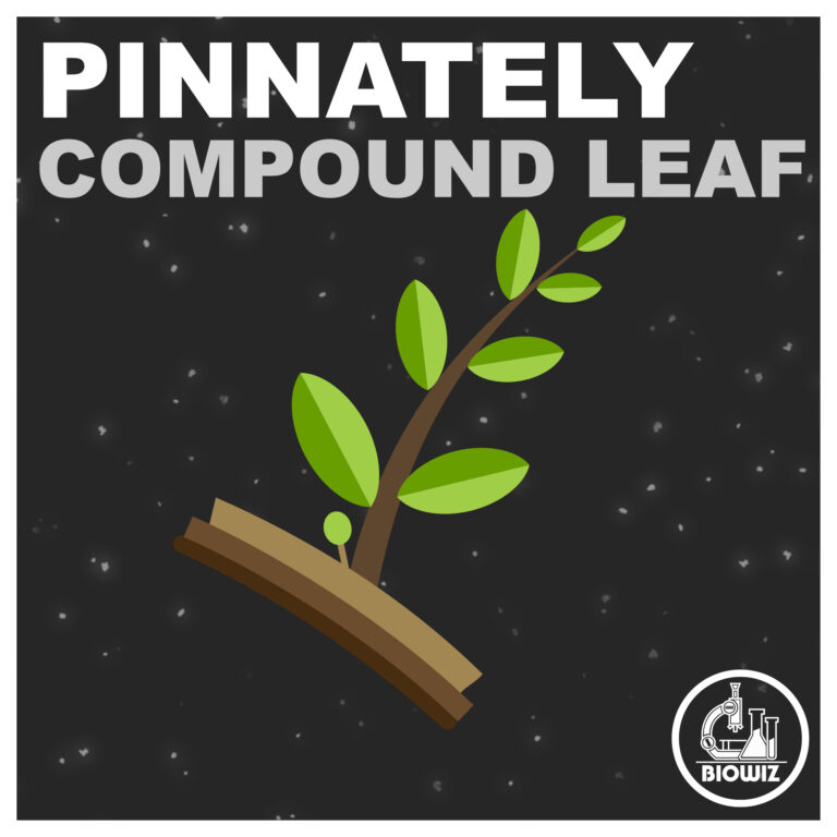 Pinnately compound leaf