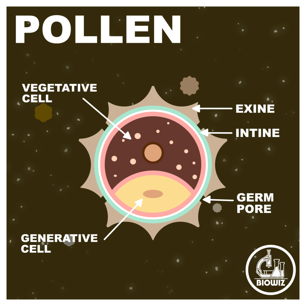 VECTOR ILLUSTRATION OF A POLLEN GRAIN