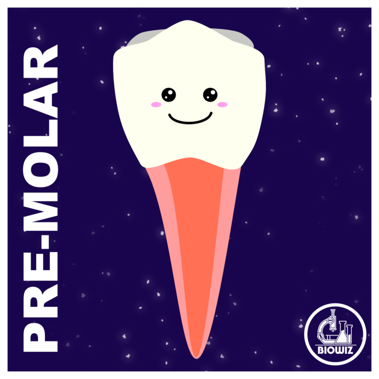 Premolar