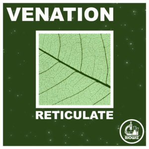 ILLUSTRATION SHOWING RETICULATE VENATION