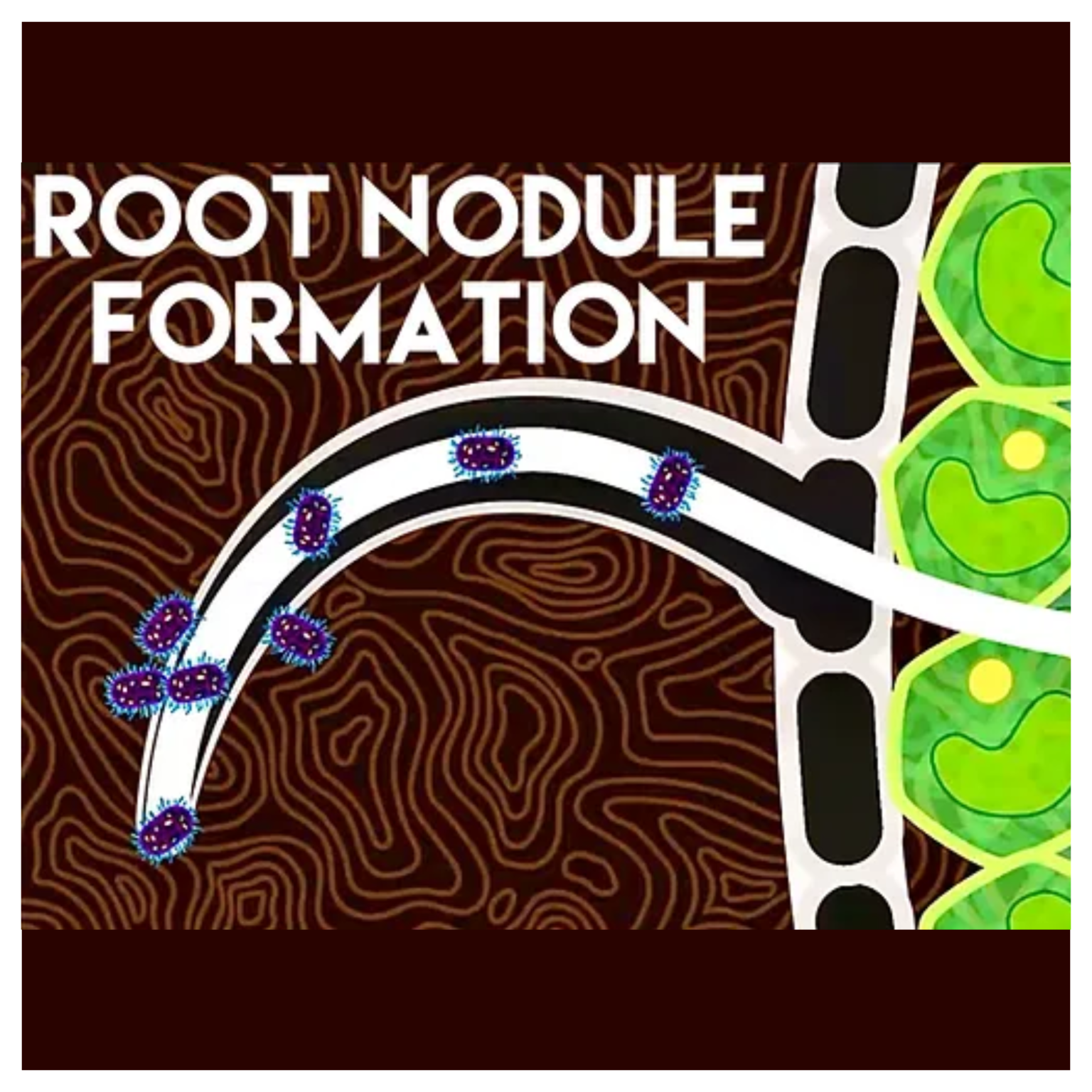 ROOT NODULE FORMATION