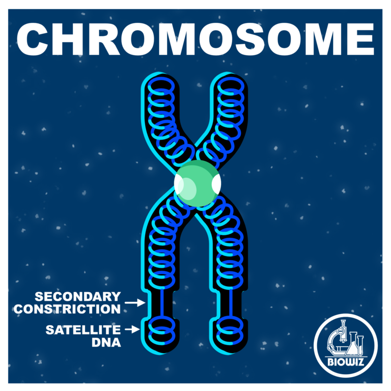 Structure of a chromosome