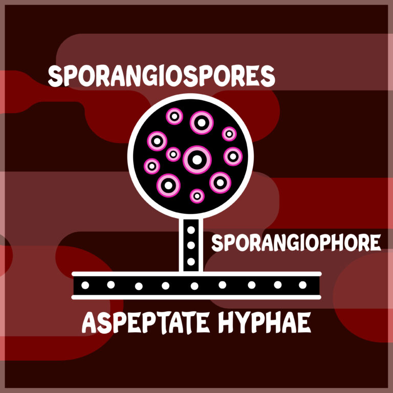 Sporangiospores in a sporangium